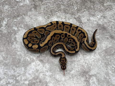 Spotnose Het Black Axanthic