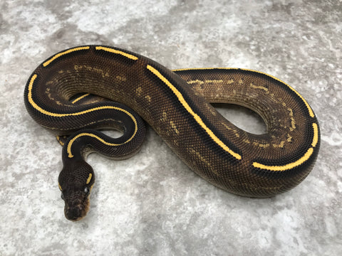 Super Asphalt Blackhead Mojave