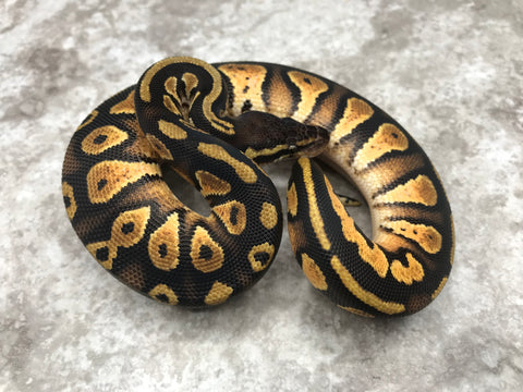 Pastel Black Head Het Pied 50% pos Het Lavender