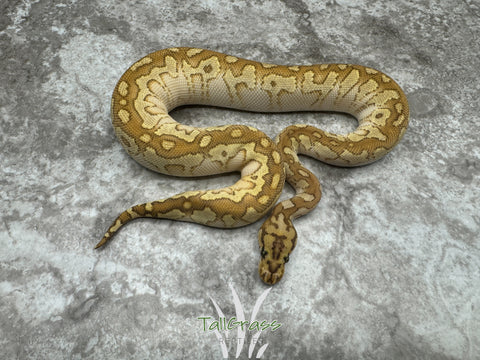 Lesser Spotnose Clown