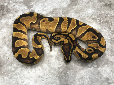 Enchi Asphalt Het Clown