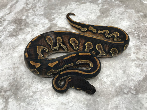 Super Black Head 66% pos Het Pied 50% pos Het Lavender