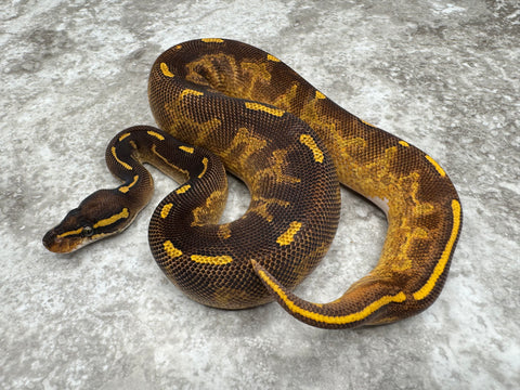 Super Asphalt Black Head Enchi