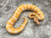 Lavender Het Pied 66% pos Het Clown