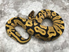 Leopard Desert Ghost 66% Het Clown or Cryptic