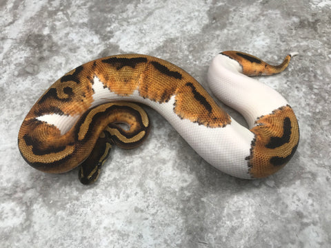 Pied 50% pos Het Ultramel