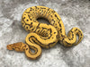 Pinstripe Yellowbelly Crypton Desert Ghost