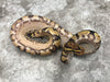 Yellow Belly Desert Ghost Het Clown