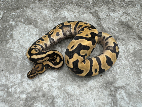 Leopard Desert Ghost 50% Het Clown