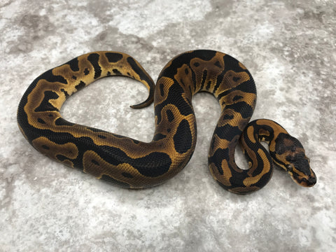 Leopard Het Clown