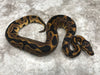 Leopard Het Clown