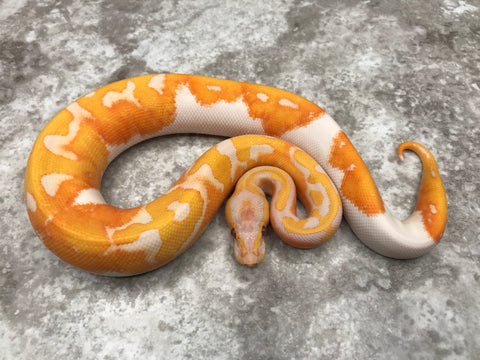 Lavender Pied 66% Het Clown