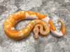 Lavender Pied 66% Het Clown