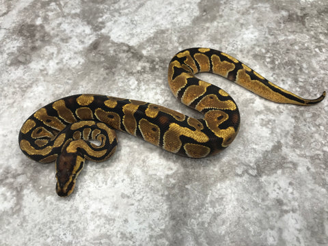 Enchi Het Desert Ghost Het Clown