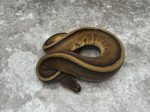 G-Stripe Het Desert Ghost