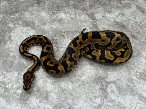 Leopard Yellow Belly Het Desert Ghost 50% Het Clown