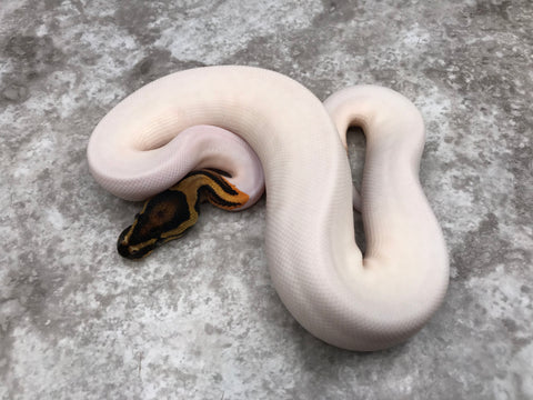 Orange Dream Yellow Belly Pied