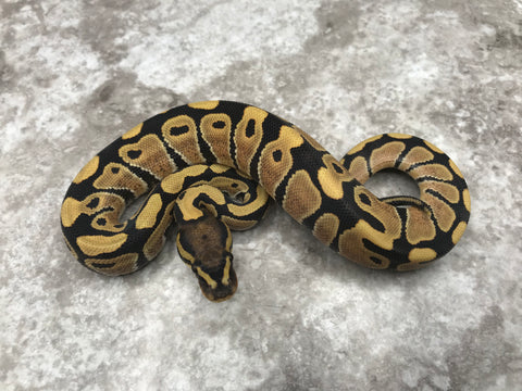 Desert Ghost Het TSK Axanthic