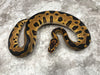 Leopard Crypton Het Desert Ghost