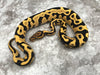 Leopard Yellow Belly Desert Ghost Het Clown or Het Cryptic