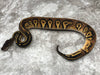Super Black Head Pastel 66% pos Het Pied 50% pos Het Lavender