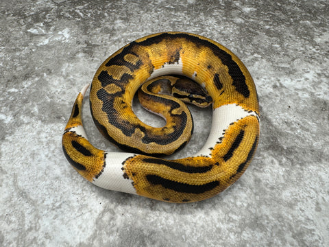 Yellow Belly Pied