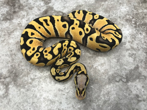 Pastel Desert Ghost Het Clown