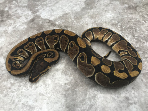 Het Clown Het Desert Ghost