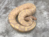 GHI Leopard Super Banana