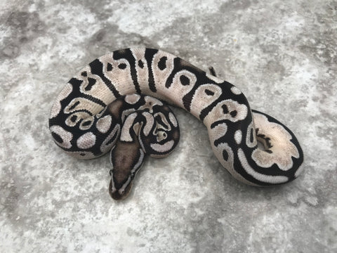 Orange Dream Vanilla TSK Axanthic