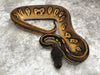 Super Black Head Pastel 66% pos Het Pied 50% pos Het Lavender