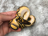 Orange Dream Yellow Belly Enchi Het Pied