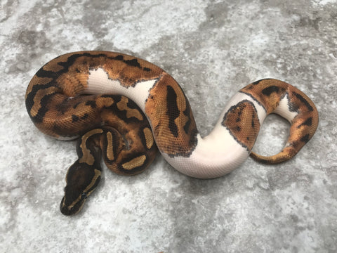 Pied 50% pos Het Ultramel