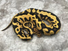 Leopard Yellow Belly Desert Ghost Het Clown or Het Cryptic