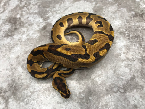 Leopard Enchi Het Desert Ghost