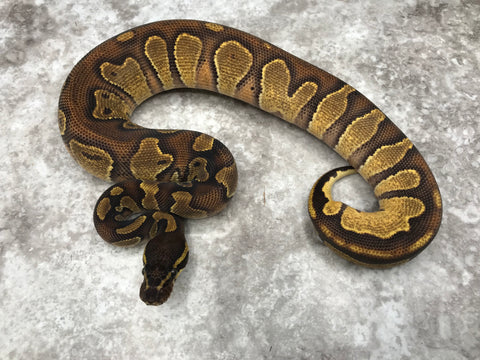 Blackhead Enchi Het Hypo