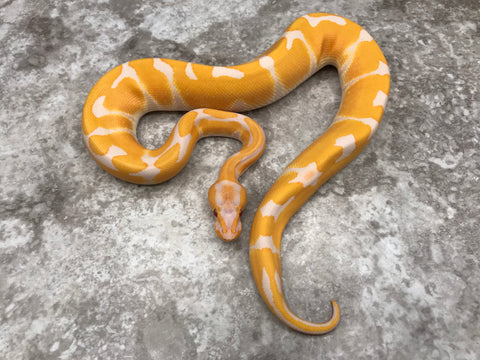 Blade Lavender Het Clown 50% Het Pied