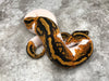 Yellowbelly Pied