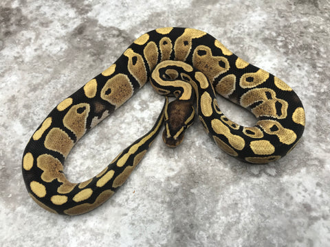 Desert Ghost Het TSK Axanthic