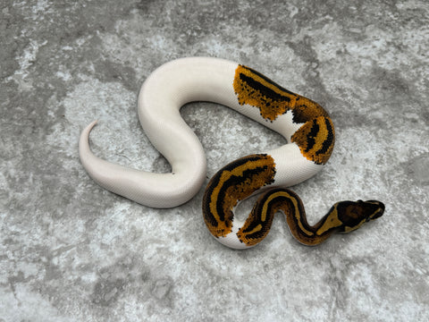 Yellow Belly Pied