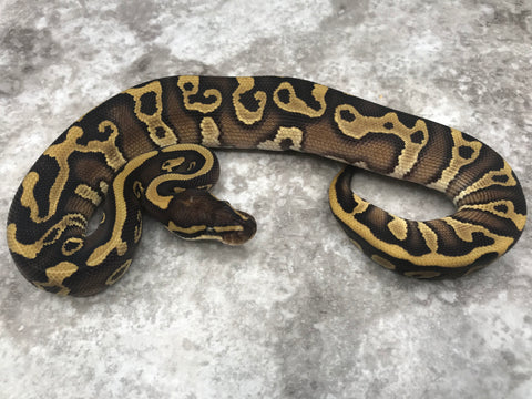 Mojave Leopard Asphalt Het Clown