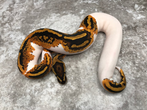 Yellowbelly Pied
