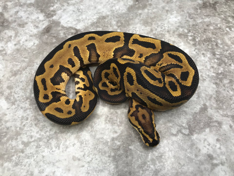 Leopard Vanilla Het Clown