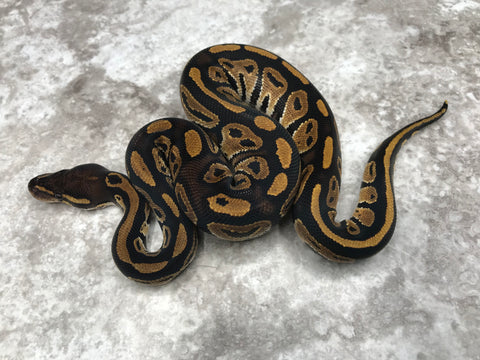 Black Head Het Hypo Het Clown