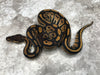 Black Head Het Hypo Het Clown