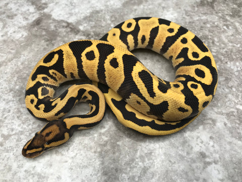 Leopard Yellow Belly Desert Ghost Het Clown or Het Cryptic