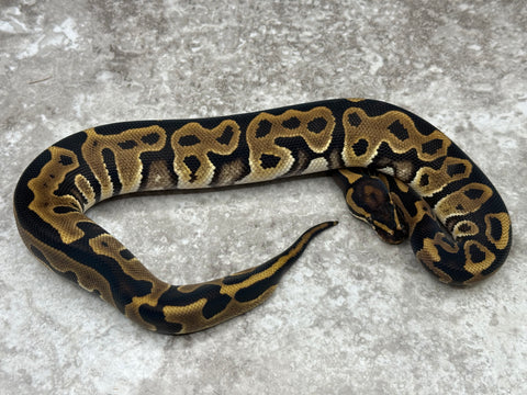 Leopard Het Clown