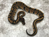 Het TSK Axanthic Het Desert Ghost