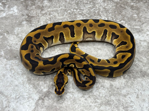 Leopard Enchi Het Clown