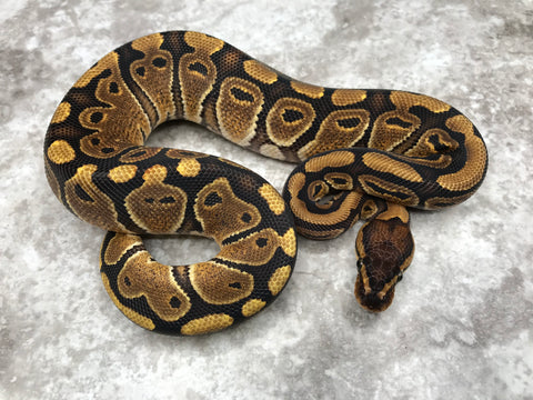 Red Stripe Het Clown